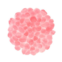 sakura agar pearl.jpg